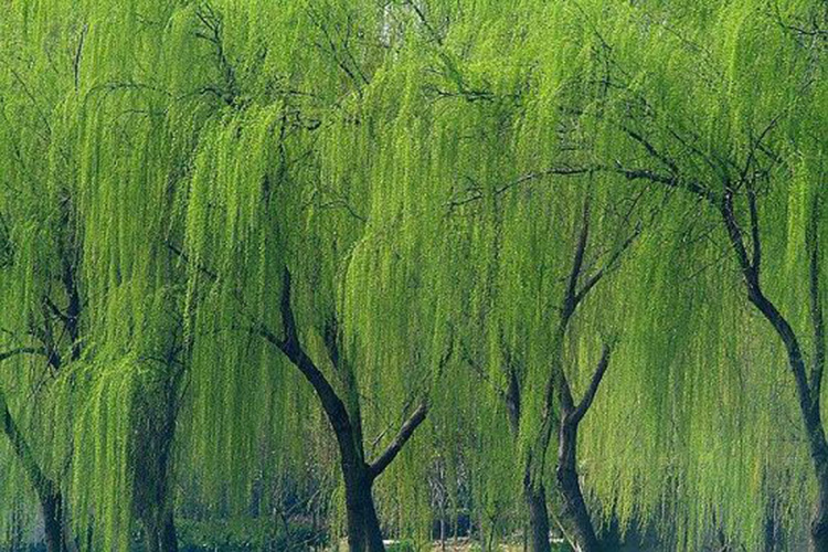 道路景观——观杆植物