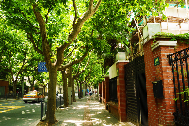 道路景观——观杆植物