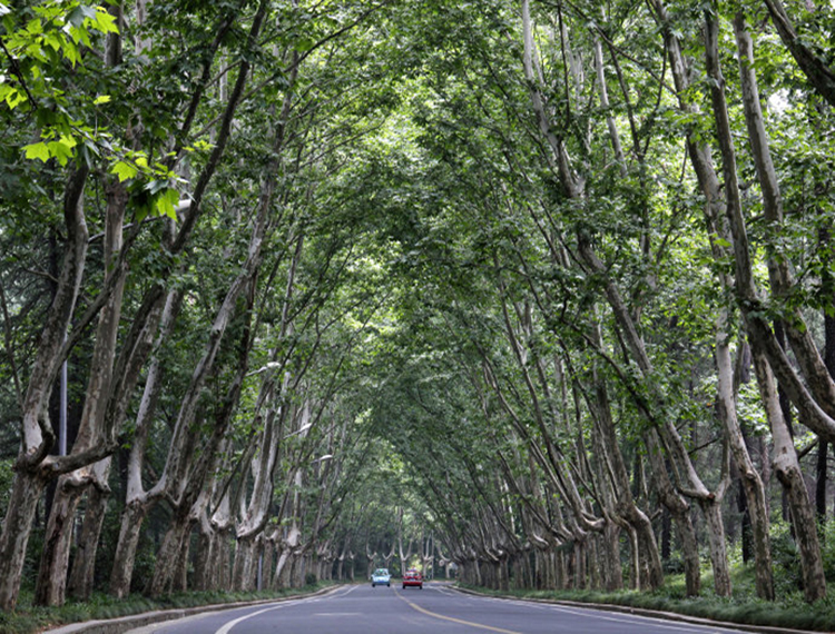 道路景观——观杆植物