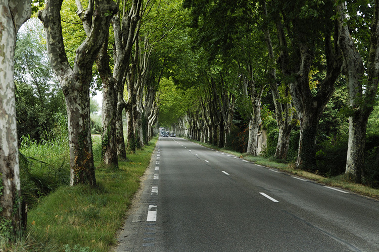 道路景观——观杆植物