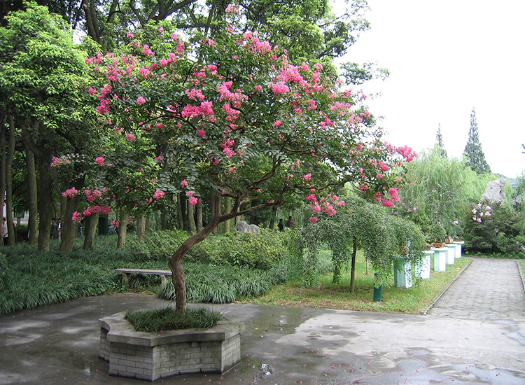 道路景观——观杆植物