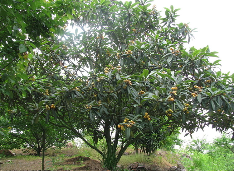 别墅园林-冬季观花植物