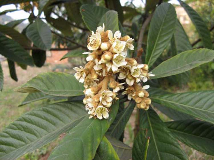 别墅园林-冬季观花植物