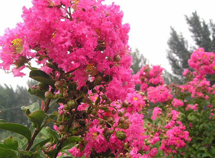 别墅园林-秋季观花植物