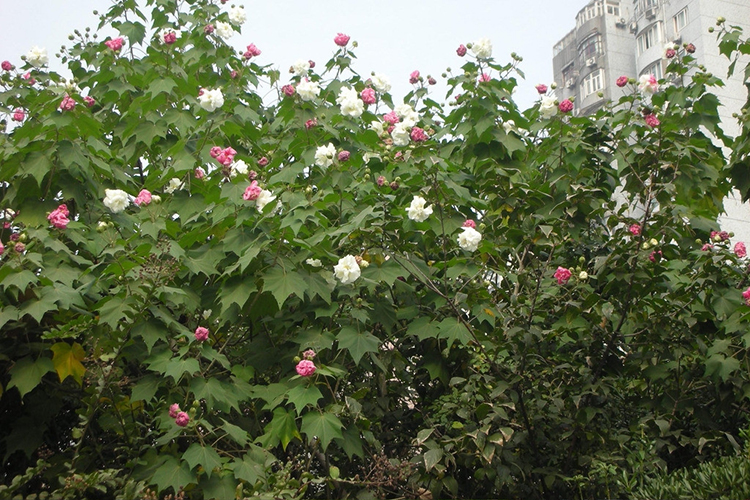 别墅园林-秋季观花植物