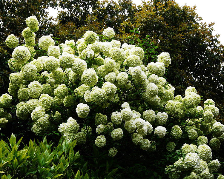 园林绿化-春季观花植物