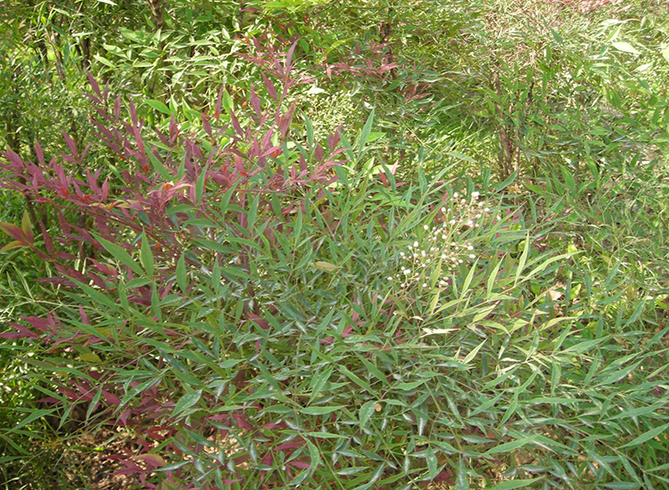 园林绿化-春季观花植物