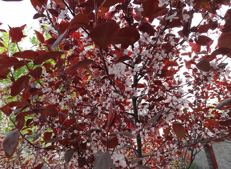 园林绿化-春季观花植物