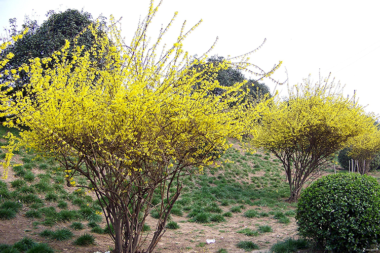 园林绿化-春季观花植物