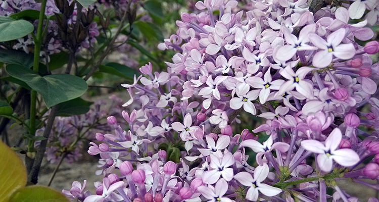 园林绿化-春季观花植物