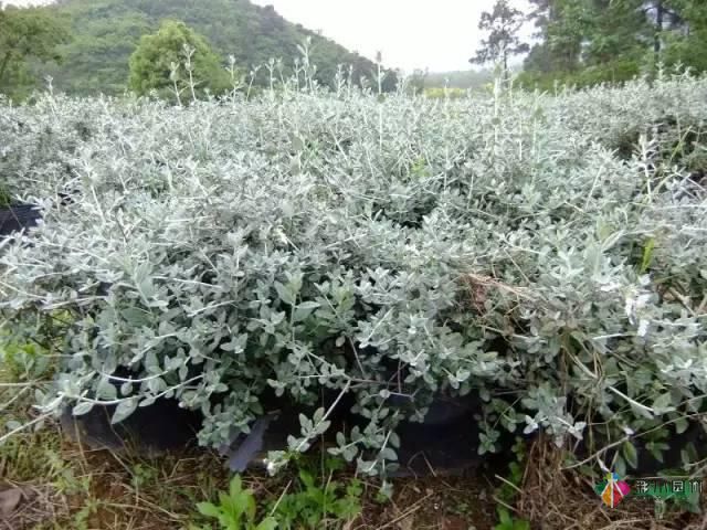 重庆72种常见私家花园绿化植物有哪些？