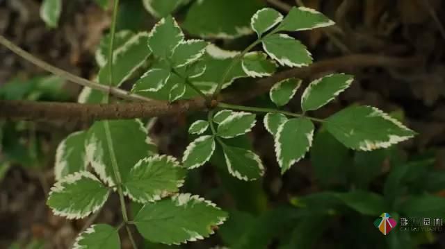 重庆72种常见私家花园绿化植物有哪些？