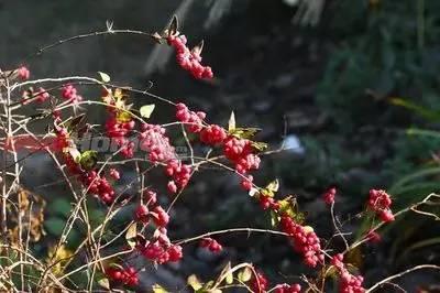 重庆72种常见私家花园绿化植物有哪些？