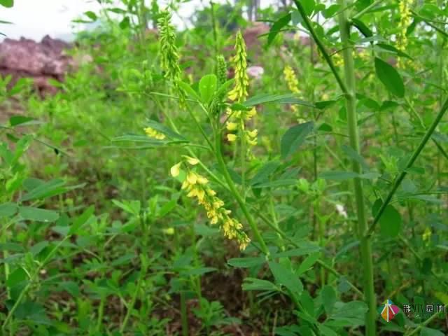 重庆72种常见私家花园绿化植物有哪些？