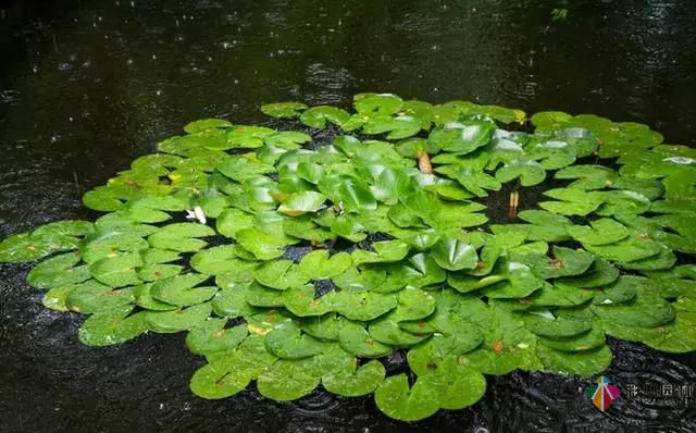 这样的私家花园设计才能体现出接地气的设计