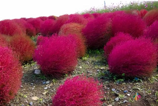 庭院花境园艺设计和植物搭配需要哪些要求？