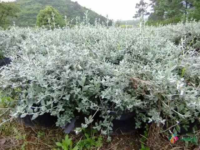 庭院花境园艺设计和植物搭配需要哪些要求？