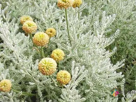 庭院花境园艺设计和植物搭配需要哪些要求？