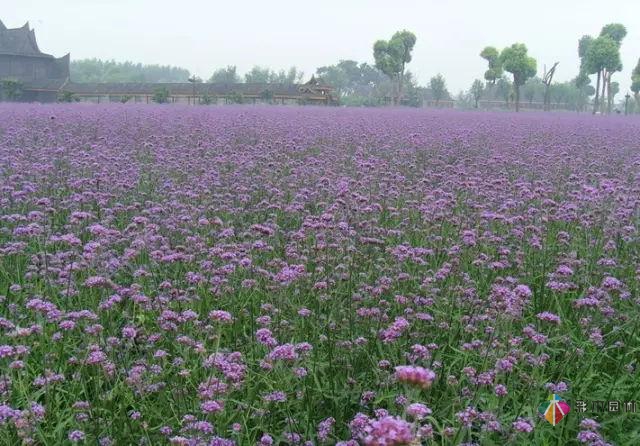 庭院花境园艺设计和植物搭配需要哪些要求？