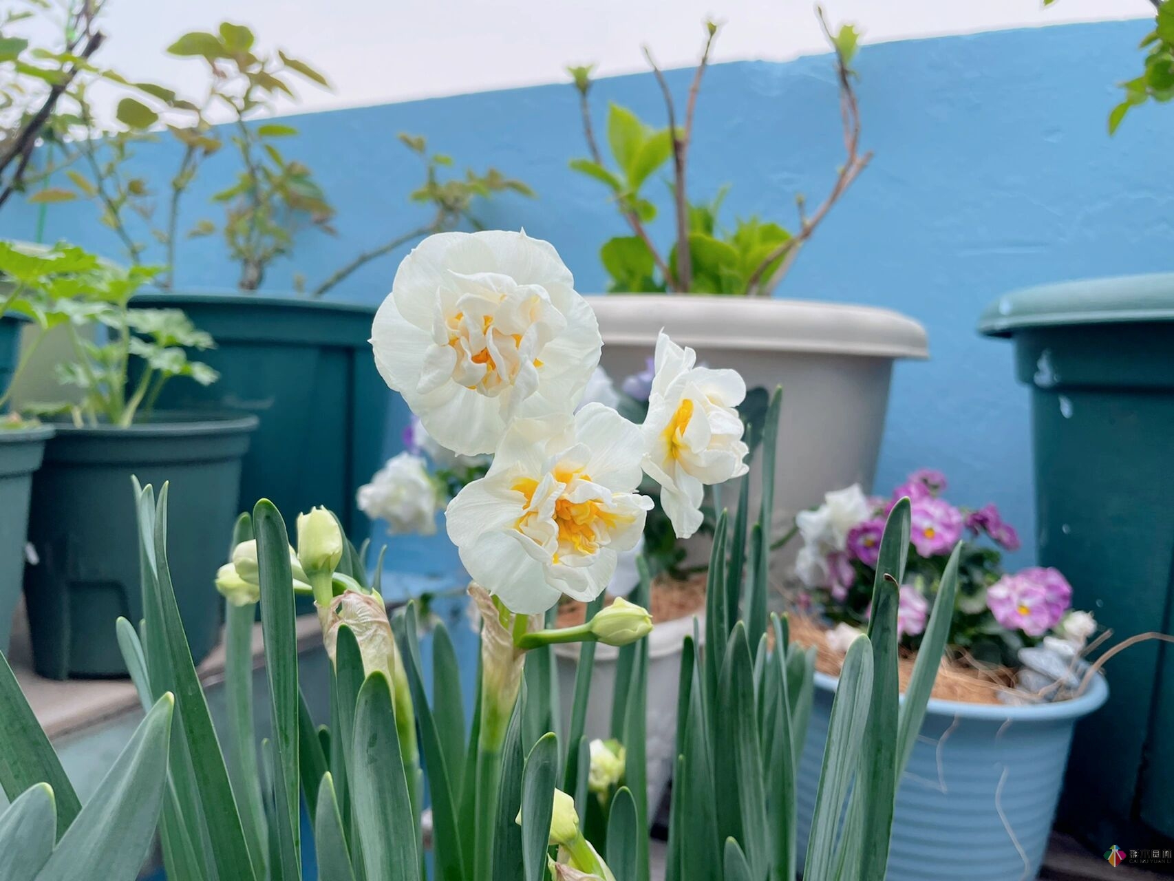 30㎡复式露台，种花种草打造“sky 花园”，折腾了一年多，