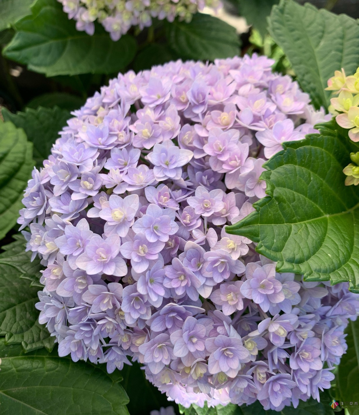 30㎡复式露台，种花种草打造“sky 花园”，折腾了一年多，