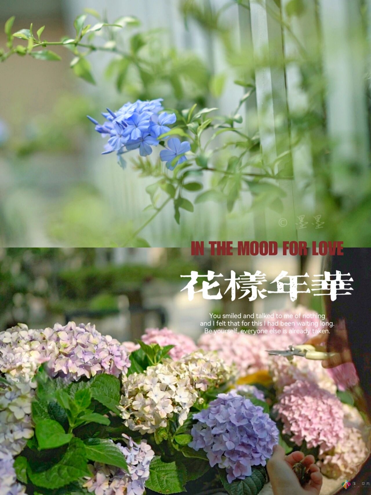 DIY园艺:自建设计100㎡花园。花不了多少钱，却很有成就感。